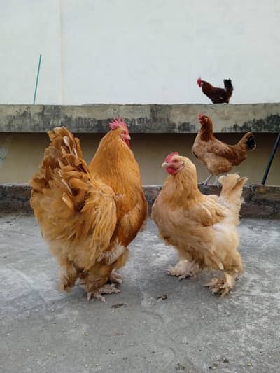 golden buff pair for sale