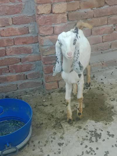 male and female jori