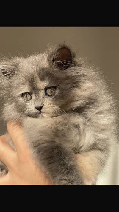 Persian Grey Kitten