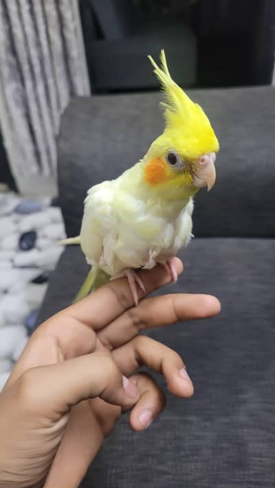 hand tame ha hand feed par ha 2 time