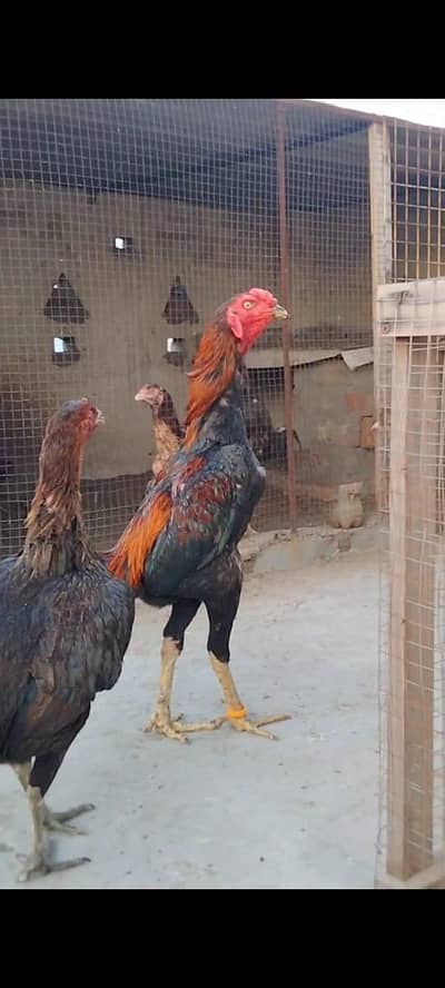 High Quality Patha & Chicks with hen available