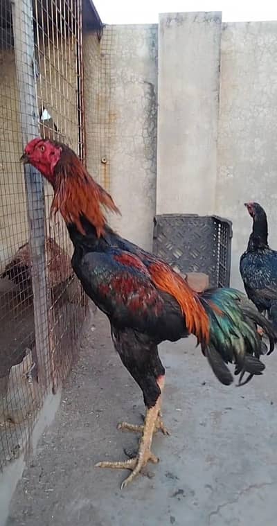 High Quality Patha & Chicks with hen available