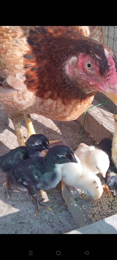 High Quality Patha & Chicks with hen available