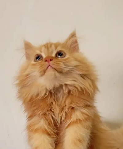 Persian kitten for sale