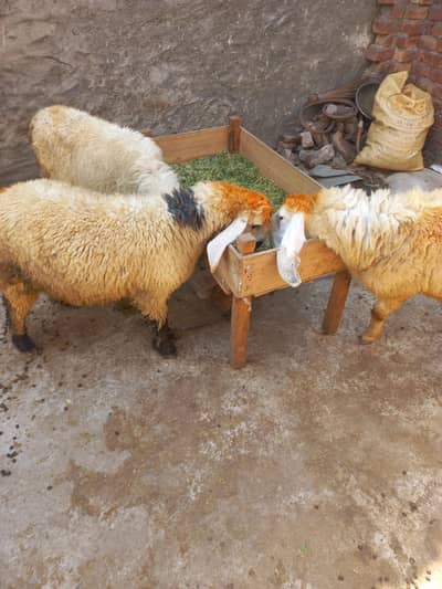 qubani 2026 k liay best