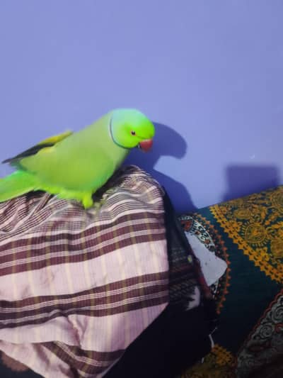 Green neck parrot with cage