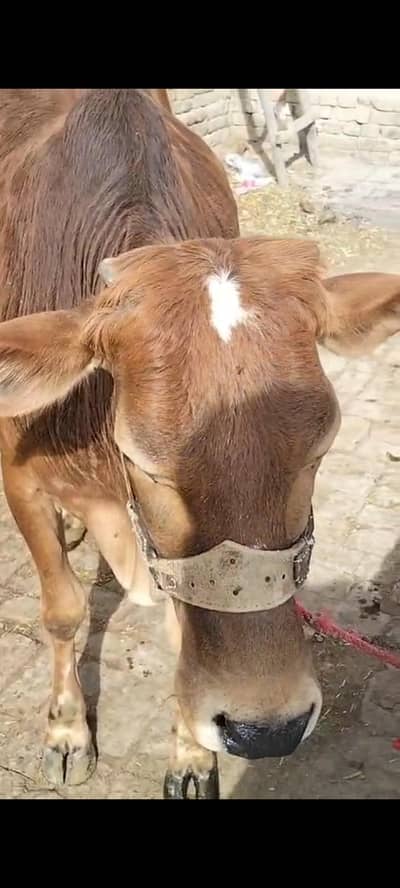 بچھڑی فار سیل