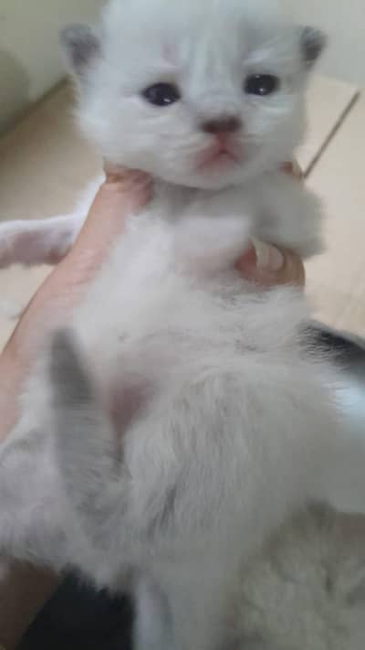 Persian breed kitten   for sale