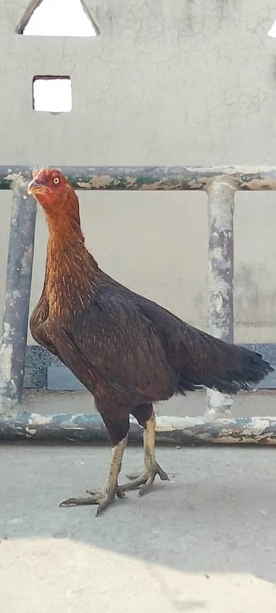 High Quality Assel Burmi Madi available. . .