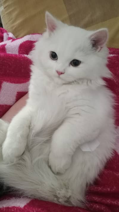 white cat for sale
