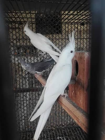 Eno Cockatiel breeder pair Red eyes