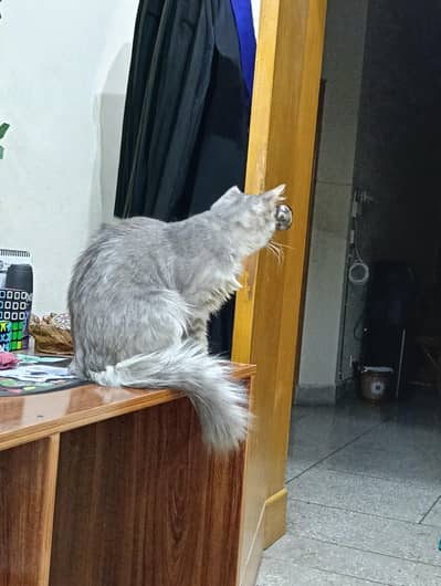 Persian Cat Triple coat