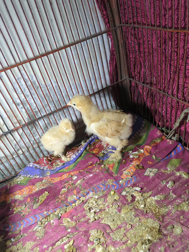 chicks 3