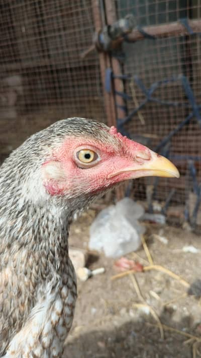 Pure Aseel Hen for sale