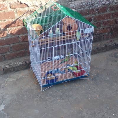 cage parrot