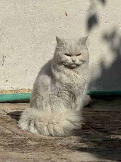 Tyson male cat 15 months age with yellow eyes