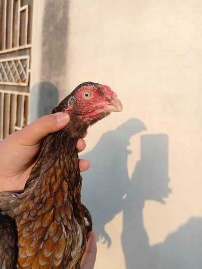 aseel saleti madi for sale