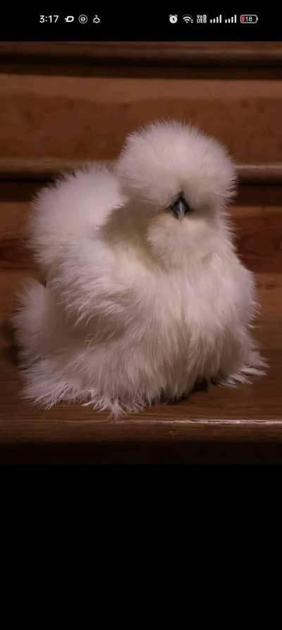golden puff and silkie