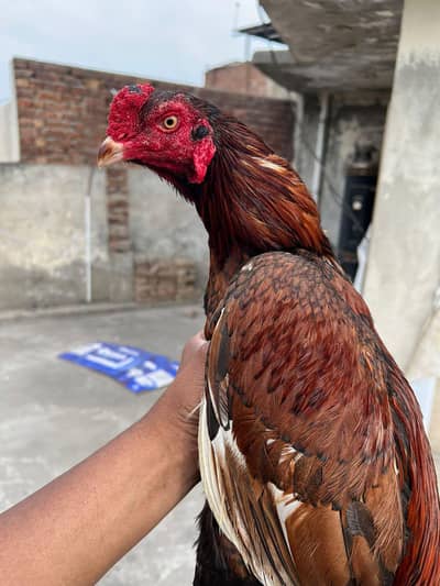 peela or  cheena murgha