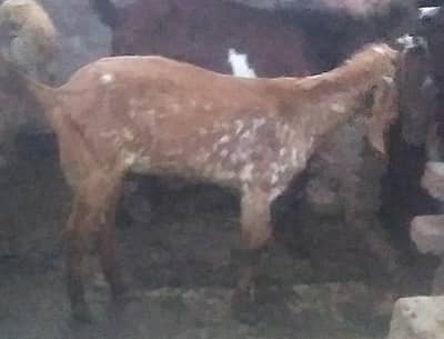 4 female pat / goat . final rate 95000