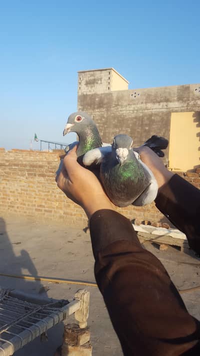 breeder peigion for sale