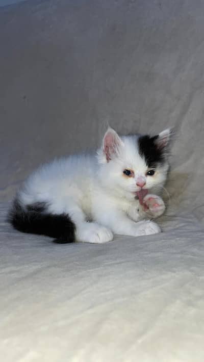 Himalayan & Persian Kittens for Sale