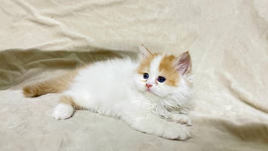 Himalayan & Persian Kittens for Sale