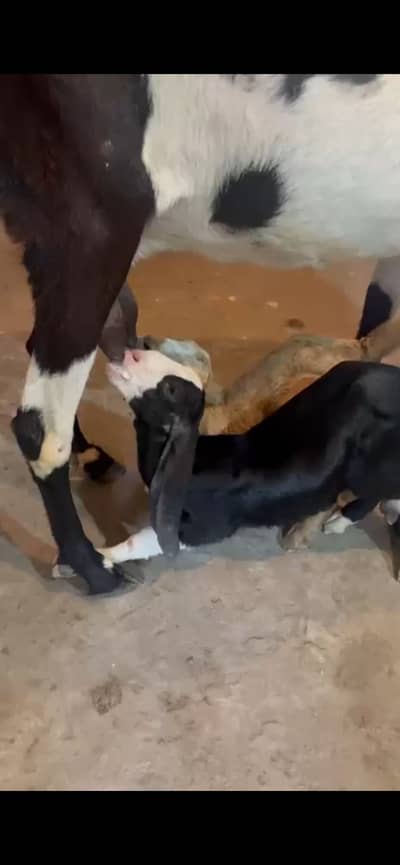 Female Goat with 2 Female Kids