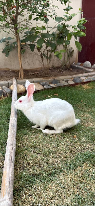  Premium New Zealand White Rabbits 