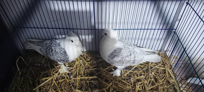 Sentient breeder pair Available