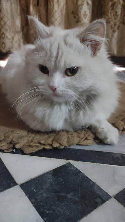 Persian cat for sale