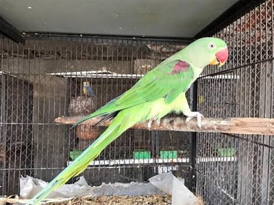 raw parrot male