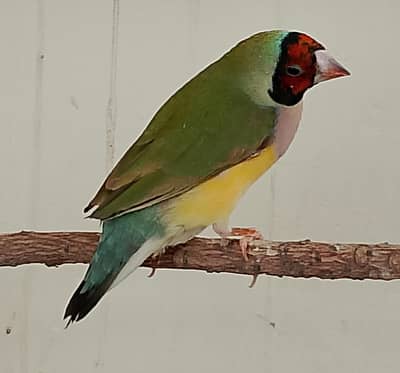 Exhibition Gouldian Pair