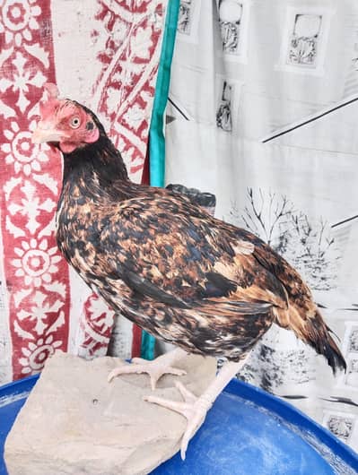 Red Bhengum Aseel Hen