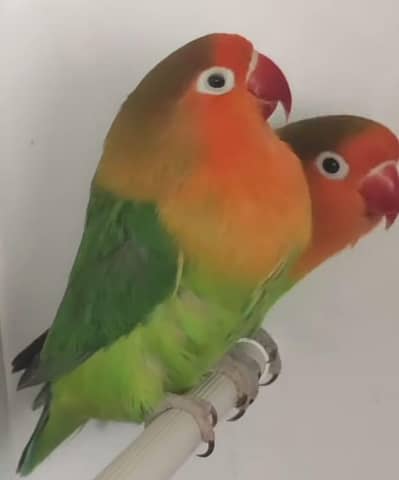 Healty and active bird