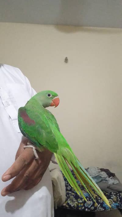 Alaxenderine|Pahari|Kashmiri|Raw