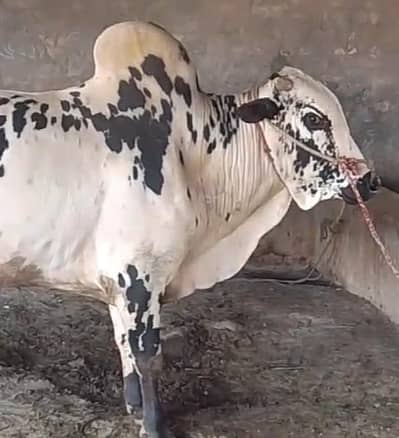 oyx in white or black