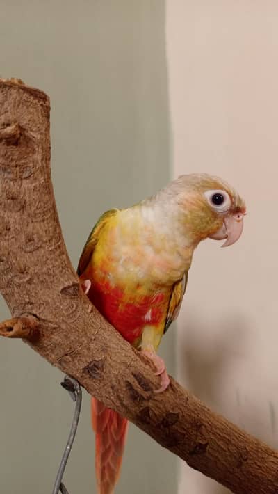 Hand tame  highly redfector conure