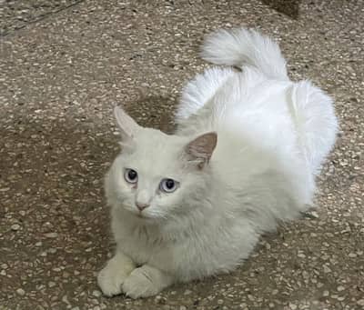 Cute white “Turkish angora “. Healthy kitten available .