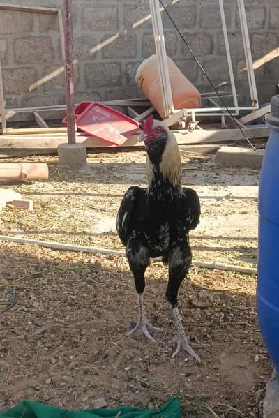 Indian Galwa Aseel Murgha