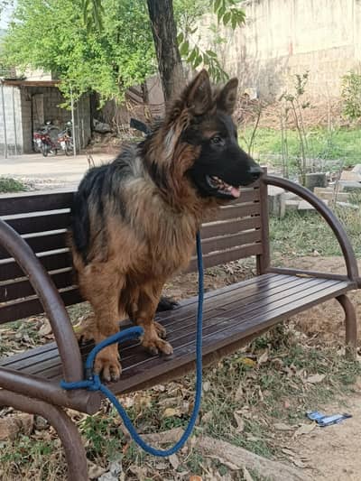 German Shepherd long double coat