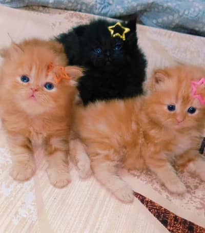 kitten - Punch face - Kittens persian cat - cute tripple - fluffy kity