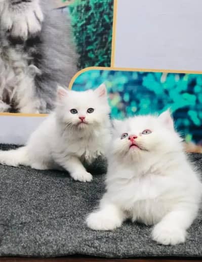 Persian cat for sale age 2 month  0346==46=65=288 WhatsApp