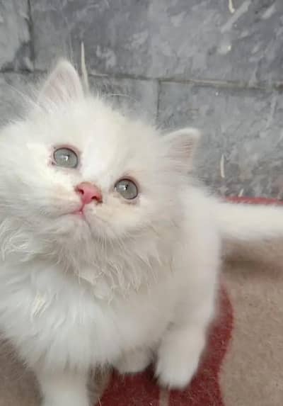 Female Persian kittens for sale
