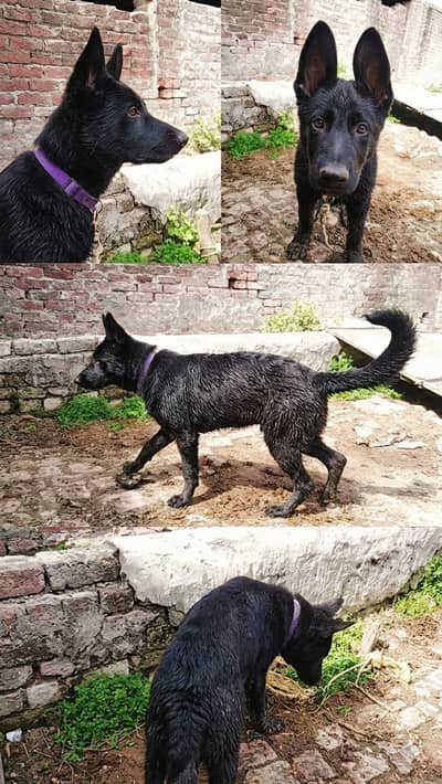 Black German shepherd urgent sale