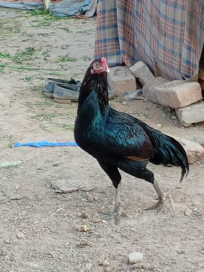 Aseel Murga+Murgian For Sale