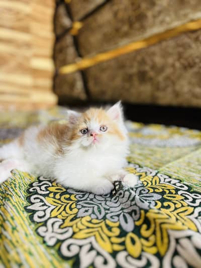 Persian kittens Punch Face Triple coat