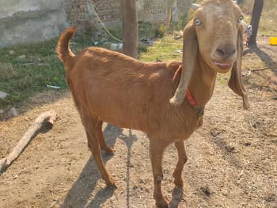Pregnant Goat 4.5 months