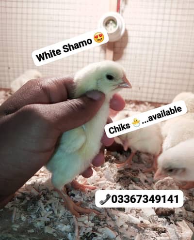 Aseel/ White Shamo chiks available. . . special eid offer. . . 03367349141