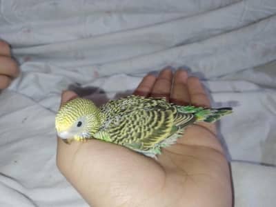 Healthy Budgies Breeding Pair + 3 Chicks (Hand Tame Age) /Lahore